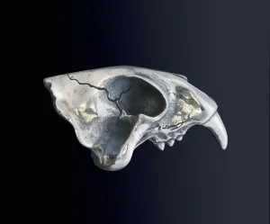 Sabre Tooth Ring