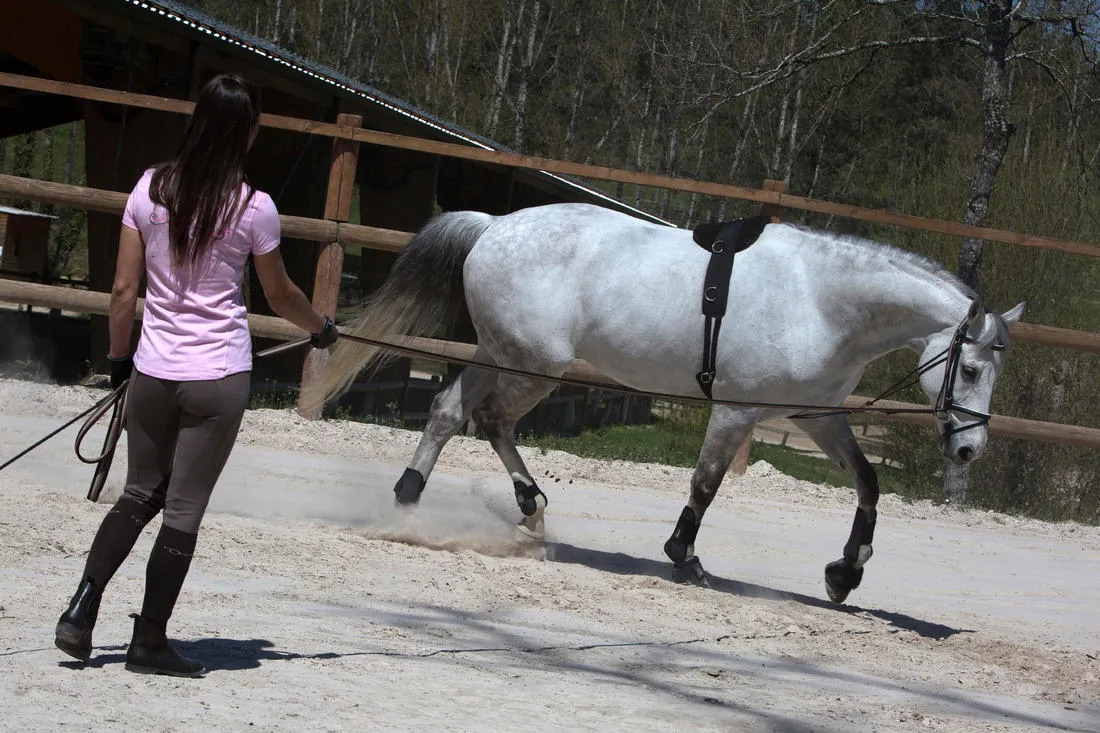 Schooling Horse Riding Gogue for Pony
