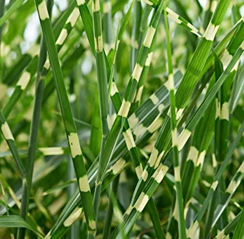 Zebra Grass 'Zebrinus' (Miscanthus sinensis) - 1 Gallon Potted Perennial